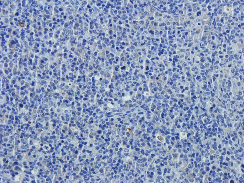 CD24 Rabbit Polyclonal Antibody
