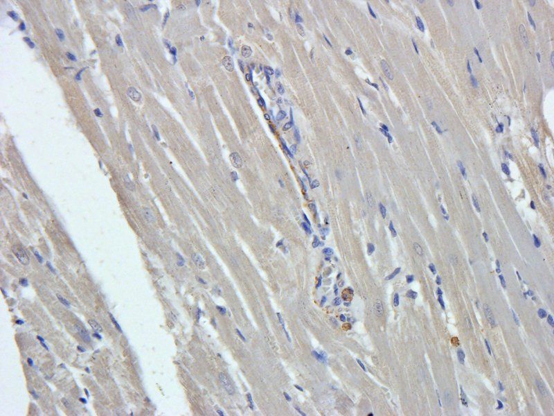 CD274 Rabbit Polyclonal Antibody