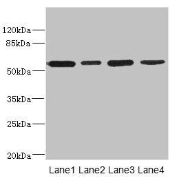 CD276 Antibody