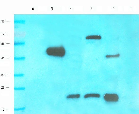 CD28 Rabbit Polyclonal Antibody