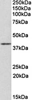 Goat anti-Cd28 (mouse) Antibody