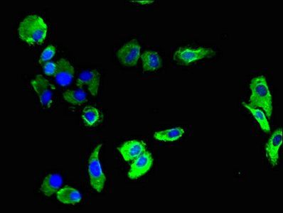 PECAM1 Antibody