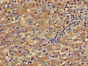 PECAM1 Antibody