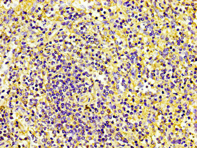 CD31 Antibody