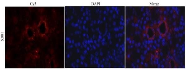 CD31 Rabbit Polyclonal Antibody
