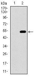CD33