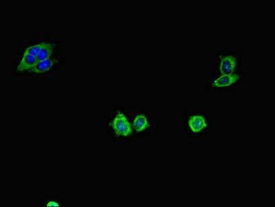 CD34 Antibody