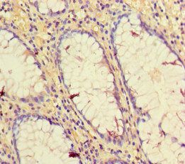 CD34 Antibody