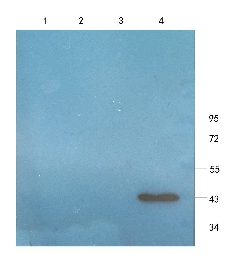 CD34 Rabbit Polyclonal Antibody