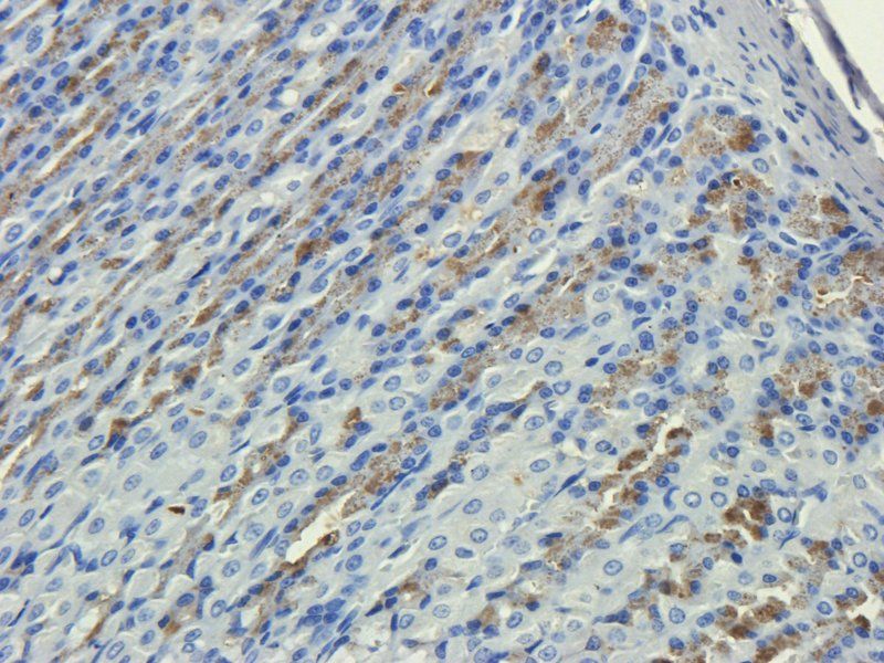 CD35 Rabbit Polyclonal Antibody