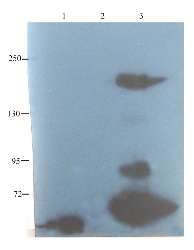 CD35 Rabbit Polyclonal Antibody