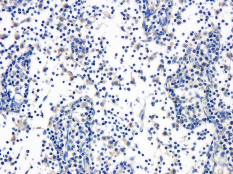 CD35 Rabbit Polyclonal Antibody
