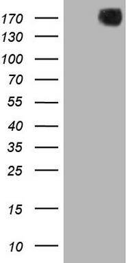 CD38 Antibody