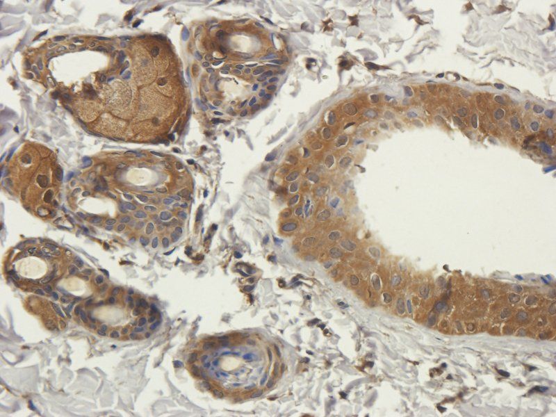 CD3 Rabbit Polyclonal Antibody