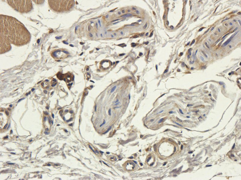 CD3 Rabbit Polyclonal Antibody
