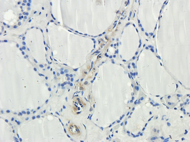 CD3 Rabbit Polyclonal Antibody