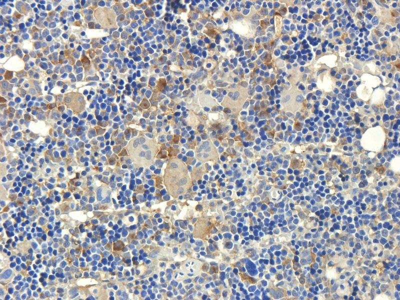 CD3 Rabbit Polyclonal Antibody