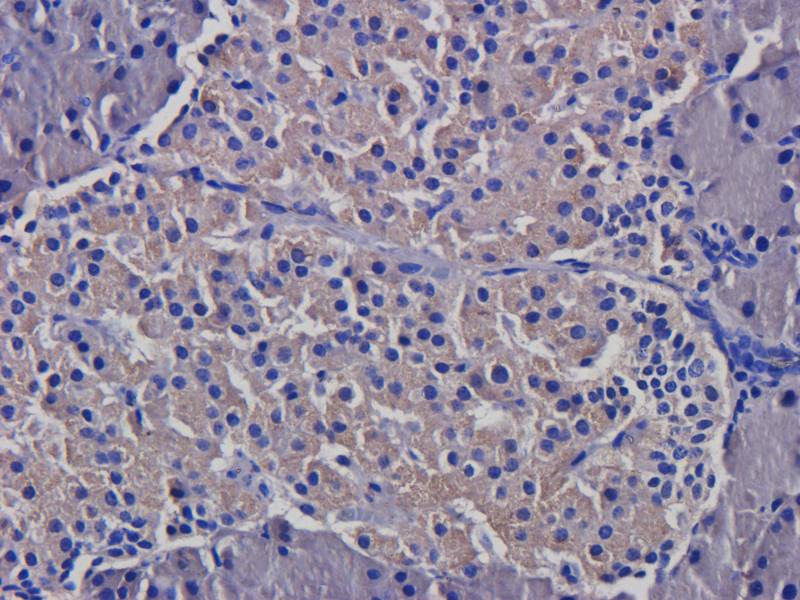 CD3E Rabbit Polyclonal Antibody