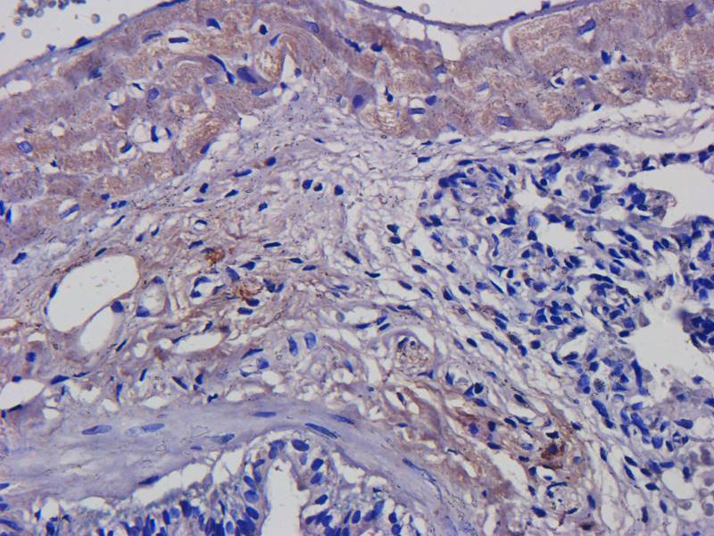 CD3E Rabbit Polyclonal Antibody
