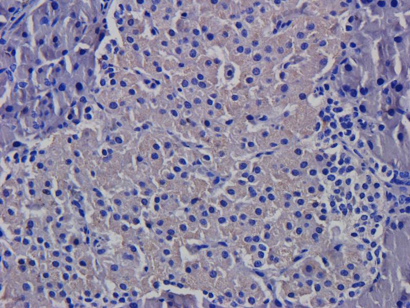 CD3E Rabbit Polyclonal Antibody