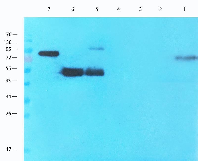 CD3E Rabbit Polyclonal Antibody