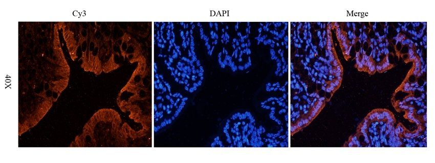 CD3E Rabbit Polyclonal Antibody