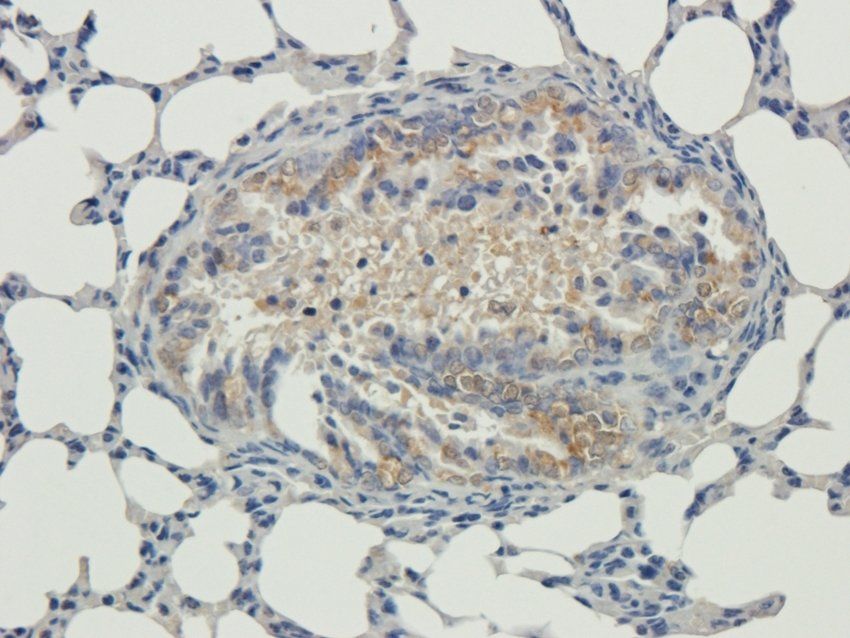 CD3E Rabbit Polyclonal Antibody