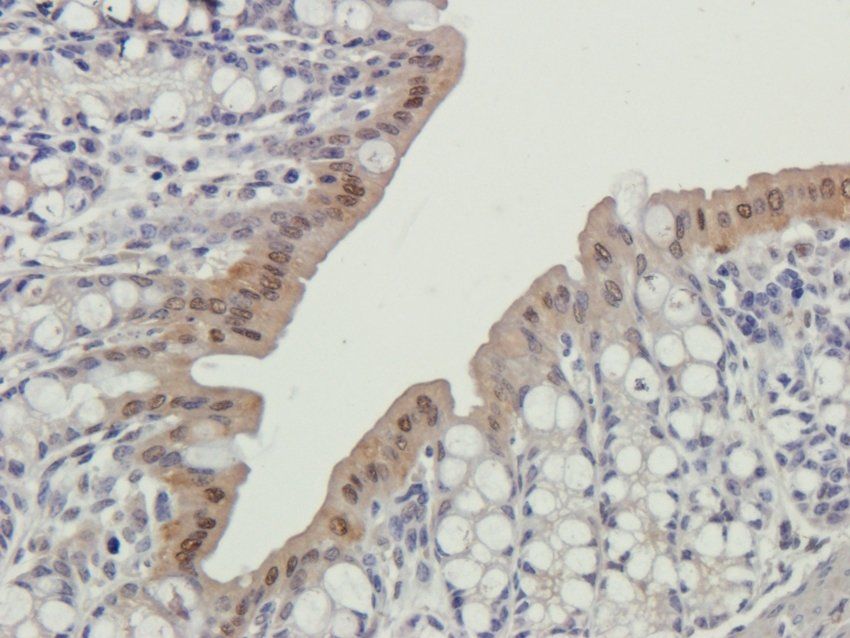 CD3E Rabbit Polyclonal Antibody
