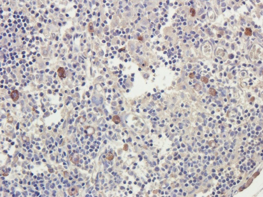 CD3E Rabbit Polyclonal Antibody