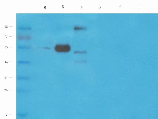 CD3E Rabbit Polyclonal Antibody