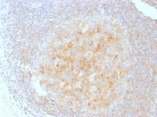 CD40 Antibody