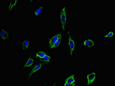 CD40 Antibody