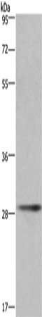 CD40LG Antibody