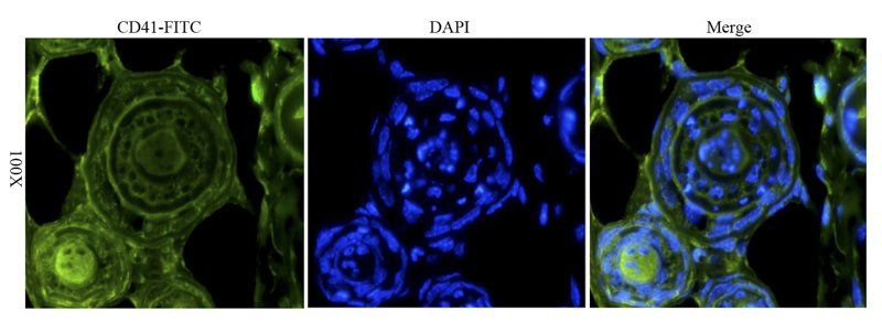 CD41 Rabbit Polyclonal Antibody (FITC)