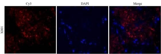 CD41 Rabbit Polyclonal Antibody