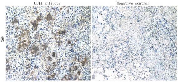CD41 Rabbit Polyclonal Antibody