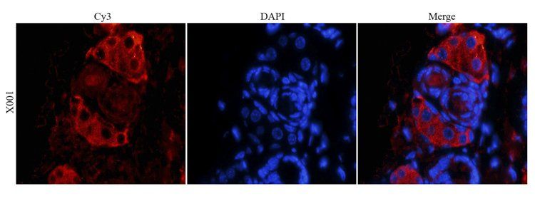 CD41 Rabbit Polyclonal Antibody