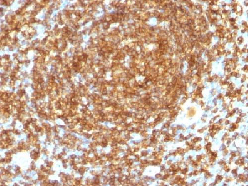 PTPRC Antibody