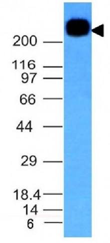 PTPRC Antibody