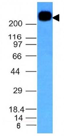 PTPRC Antibody