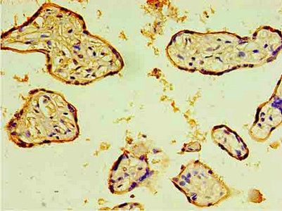 CD46 Antibody