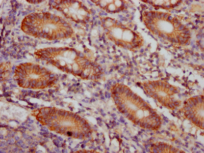 CD46 Antibody