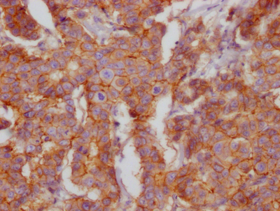 CD46 Antibody