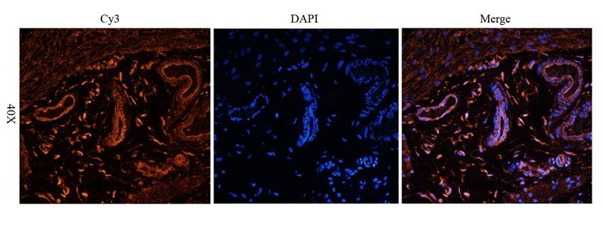 CD47 Rabbit Polyclonal Antibody