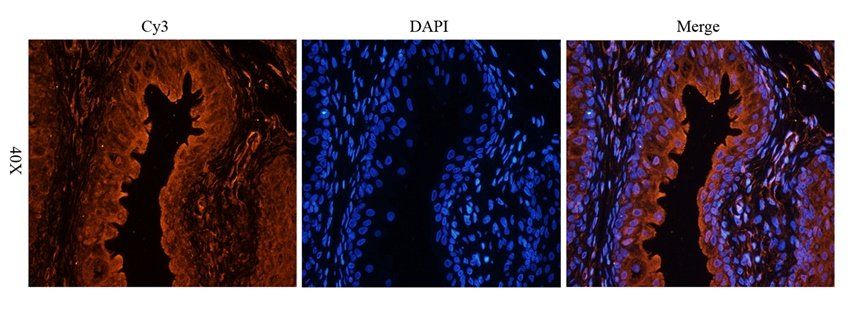 CD47 Rabbit Polyclonal Antibody