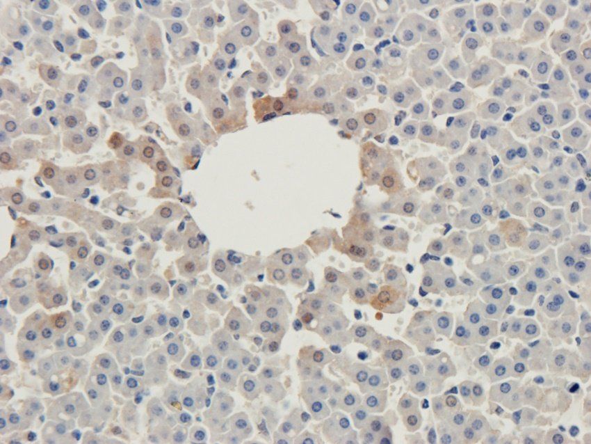 CD47 Rabbit Polyclonal Antibody
