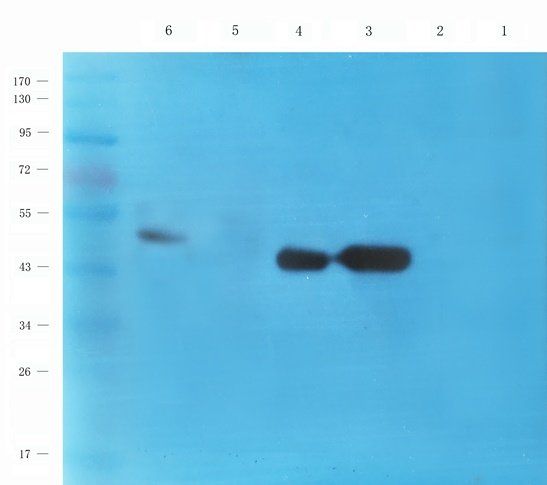 CD47 Rabbit Polyclonal Antibody