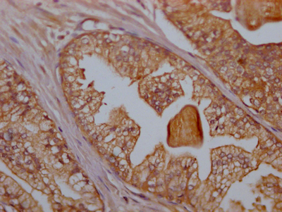 CD47 Antibody
