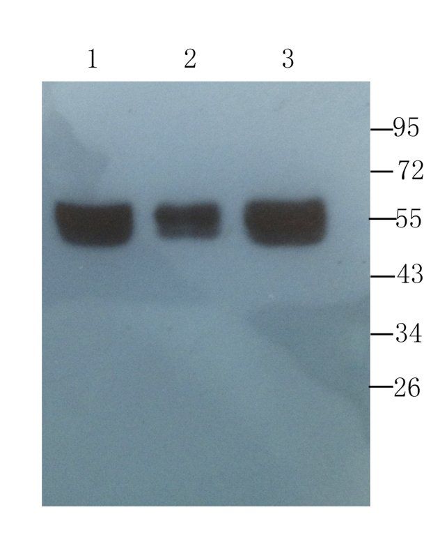 CD4 Rabbit Polyclonal Antibody