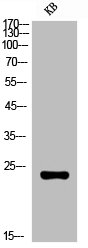 CD53 Antibody